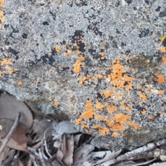 Caloplaca sp. at Carwoola, NSW - 30 Aug 2020 12:05 PM