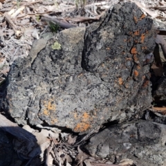 Caloplaca sp. at Carwoola, NSW - 30 Aug 2020 12:05 PM