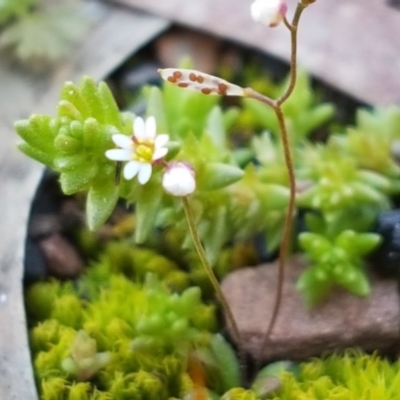 Erophila verna subsp. verna (Whitlow Grass) at Carwoola, NSW - 30 Aug 2020 by tpreston