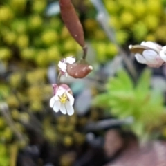 Erophila verna subsp. verna at Carwoola, NSW - 30 Aug 2020