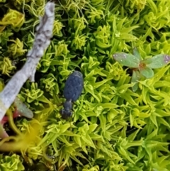 Scopodes sp. (genus) (Predaceous ground beetle) at Cuumbeun Nature Reserve - 30 Aug 2020 by tpreston