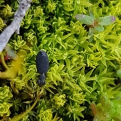 Scopodes sp. (genus) at Carwoola, NSW - 30 Aug 2020