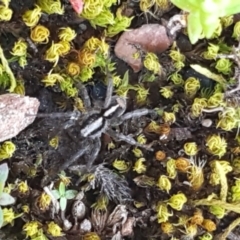 Lycosidae (family) (Wolf spider) at Carwoola, NSW - 30 Aug 2020 by trevorpreston