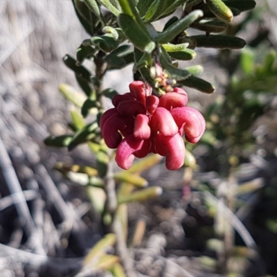 Grevillea lanigera (Woolly Grevillea) at Cuumbeun Nature Reserve - 30 Aug 2020 by tpreston