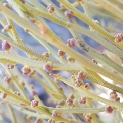 Omphacomeria acerba (Leafless Sour-bush) at Carwoola, NSW - 30 Aug 2020 by trevorpreston