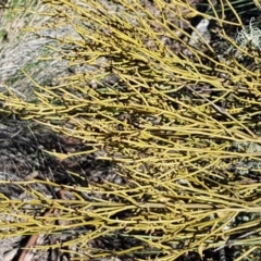 Omphacomeria acerba at Carwoola, NSW - 30 Aug 2020