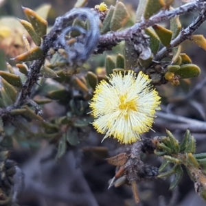Acacia gunnii at Carwoola, NSW - 30 Aug 2020
