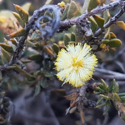 Acacia gunnii (Ploughshare Wattle) at Carwoola, NSW - 30 Aug 2020 by trevorpreston