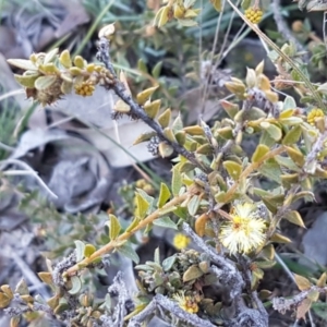 Acacia gunnii at Carwoola, NSW - 30 Aug 2020 11:42 AM