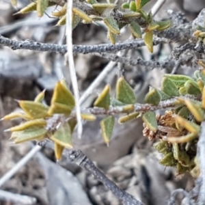 Acacia gunnii at Carwoola, NSW - 30 Aug 2020