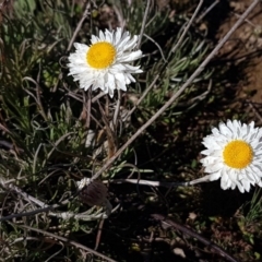 Leucochrysum albicans subsp. tricolor (Hoary Sunray) at Carwoola, NSW - 30 Aug 2020 by tpreston
