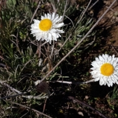 Leucochrysum albicans subsp. tricolor (Hoary Sunray) at Carwoola, NSW - 30 Aug 2020 by trevorpreston