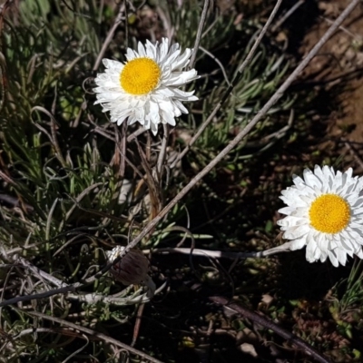 Leucochrysum albicans subsp. tricolor (Hoary Sunray) at Carwoola, NSW - 30 Aug 2020 by trevorpreston