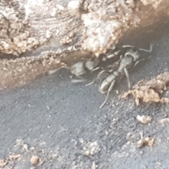 Rhytidoponera sp. (genus) (Rhytidoponera ant) at Cuumbeun Nature Reserve - 30 Aug 2020 by tpreston