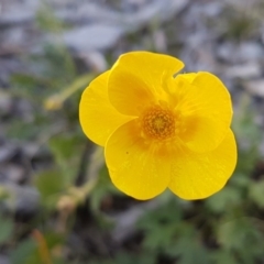 Ranunculus lappaceus (Australian Buttercup) at Carwoola, NSW - 30 Aug 2020 by trevorpreston