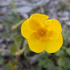 Ranunculus lappaceus (Australian Buttercup) at Cuumbeun Nature Reserve - 30 Aug 2020 by tpreston