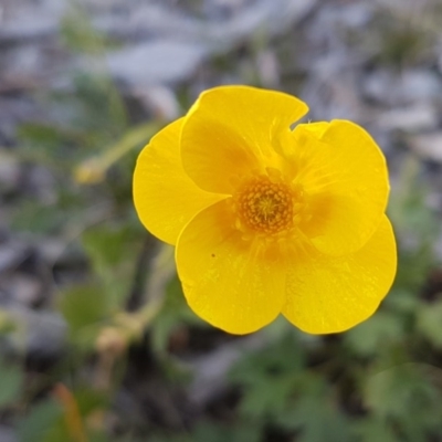 Ranunculus lappaceus (Australian Buttercup) at Carwoola, NSW - 30 Aug 2020 by tpreston