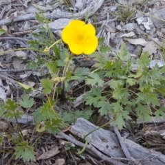 Ranunculus lappaceus at Carwoola, NSW - 30 Aug 2020