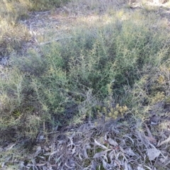 Daviesia genistifolia at Carwoola, NSW - 30 Aug 2020