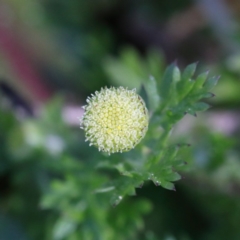 Cotula australis (Common Cotula, Carrot Weed) at Acton, ACT - 29 Aug 2020 by ConBoekel