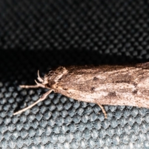 Oecophoridae provisional group 5 at Macgregor, ACT - 30 Aug 2020 02:17 PM