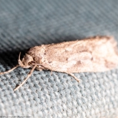 Oecophoridae provisional group 5 at Macgregor, ACT - 30 Aug 2020 02:17 PM