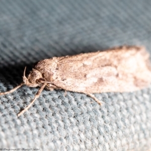 Oecophoridae provisional group 5 at Macgregor, ACT - 30 Aug 2020