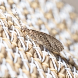 Micromus tasmaniae at Macgregor, ACT - 29 Aug 2020