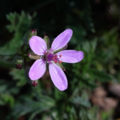 Erodium sp. (A Storksbill) at Acton, ACT - 30 Aug 2020 by ConBoekel