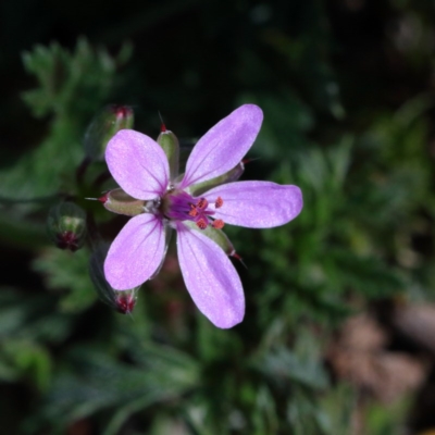 Erodium sp. (A Storksbill) at Black Mountain - 29 Aug 2020 by ConBoekel