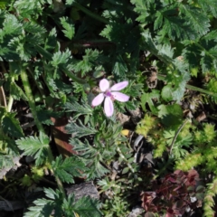 Erodium sp. at Acton, ACT - 30 Aug 2020 09:51 AM