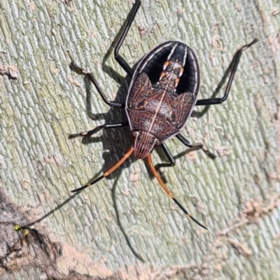Theseus sp. (genus) (Gum Tree Shield Bug) at Noreuil Park - 30 Aug 2020 by Fpedler