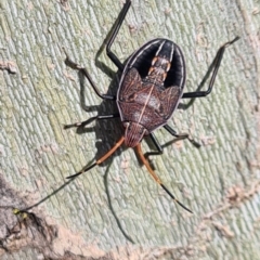 Theseus sp. (genus) (Gum Tree Shield Bug) at Noreuil Park - 30 Aug 2020 by Fpedler