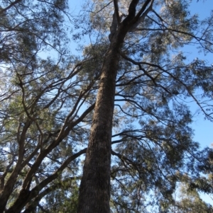Eucalyptus bridgesiana at Jerrabomberra, ACT - 30 Aug 2020