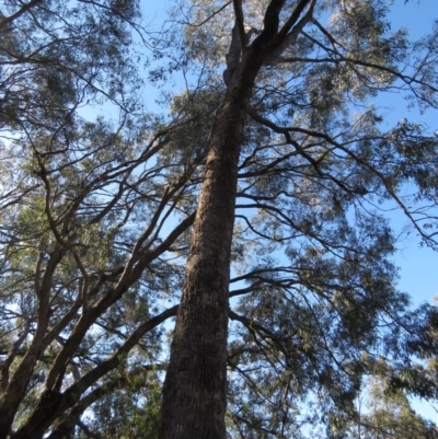 Eucalyptus bridgesiana (Apple Box) at Callum Brae - 30 Aug 2020 by MisaCallaway