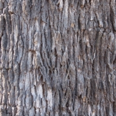 Eucalyptus bridgesiana at Jerrabomberra, ACT - 30 Aug 2020