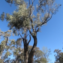 Eucalyptus bridgesiana (Apple Box) at Symonston, ACT - 30 Aug 2020 by MisaCallaway