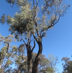 Eucalyptus bridgesiana at Symonston, ACT - 30 Aug 2020