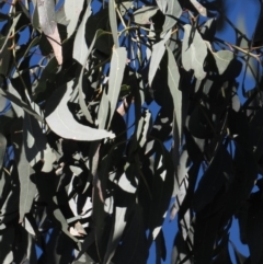 Eucalyptus bridgesiana at Symonston, ACT - 30 Aug 2020