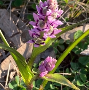 Wurmbea dioica subsp. dioica at Griffith, ACT - 1 Sep 2020