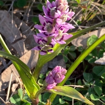 Wurmbea dioica subsp. dioica (Early Nancy) at Griffith Woodland - 1 Sep 2020 by AlexKirk