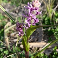 Wurmbea dioica subsp. dioica at Griffith, ACT - 1 Sep 2020