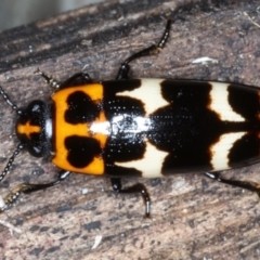 Episcaphula pictipennis (Fungus Beetle) at Mossy Point, NSW - 29 Aug 2020 by jb2602