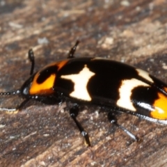 Episcaphula pictipennis at Mossy Point, NSW - 29 Aug 2020