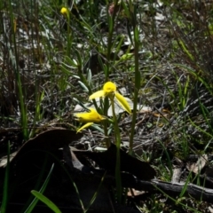 Diuris chryseopsis (Golden Moth) at Forde, ACT - 30 Aug 2020 by SallyandPeter