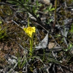 Diuris chryseopsis at Forde, ACT - 30 Aug 2020