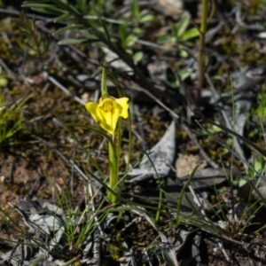 Diuris chryseopsis at Forde, ACT - 30 Aug 2020