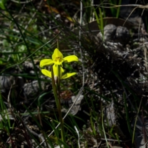 Diuris chryseopsis at Forde, ACT - 30 Aug 2020