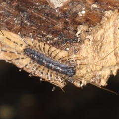 Scutigeridae (family) (A scutigerid centipede) at Broulee Moruya Nature Observation Area - 29 Aug 2020 by jb2602