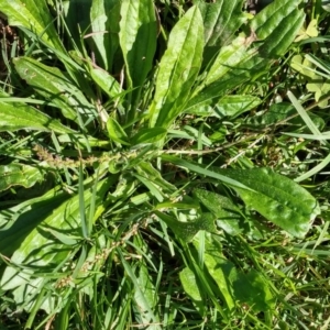 Plantago debilis at Surf Beach, NSW - 30 Aug 2020 11:11 AM